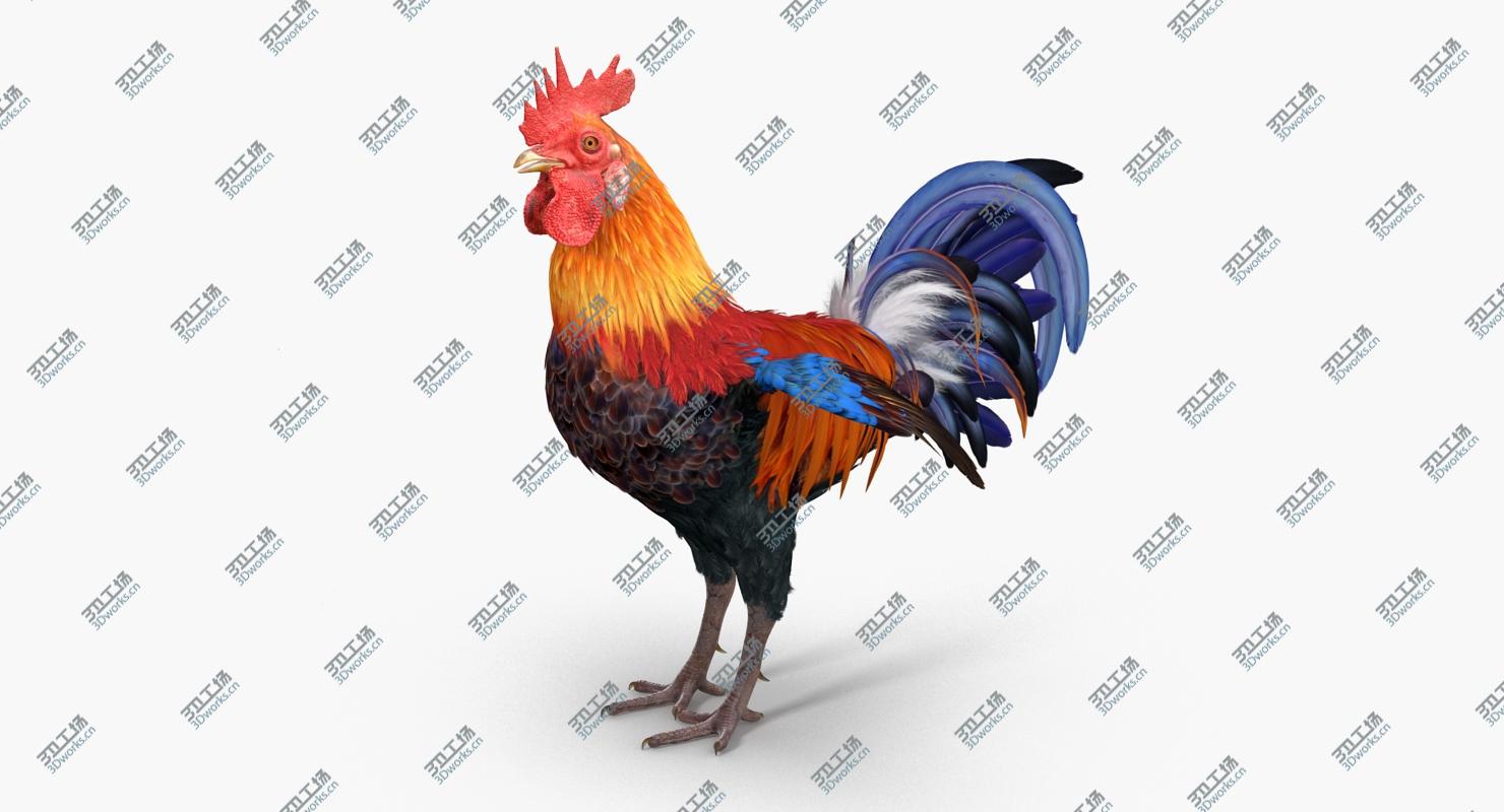 images/goods_img/202104094/Rooster Rigged for Cinema 4D/2.jpg
